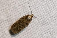 Depressaria incognitella