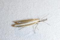 Pleurota aristella
