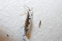 Ethmia bipunctella