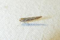 Pyroderces argyrogrammos