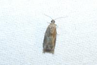Rhopobota naevana