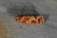 Rhyacionia pinicolana