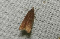 Dichomeris ustalella