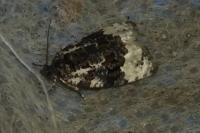 Apotomis turbidana