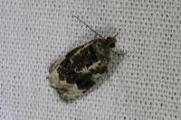 Apotomis turbidana