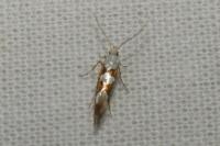 Argyresthia brockeella