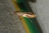 Caloptilia
