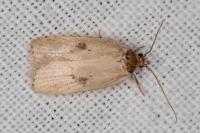 Agonopterix