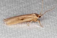 Agonopterix