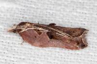 Acleris cristana