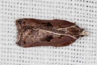 Acleris cristana