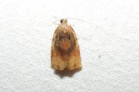 Archips podana