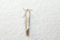 Yponomeuta sedella