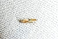 Batia lunaris