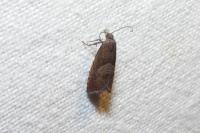 Dichrorampha acuminatana