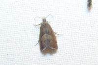 Dichrorampha acuminatana