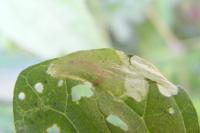 Acrolepia autumnitella