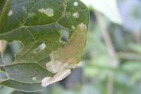 Acrolepia autumnitella