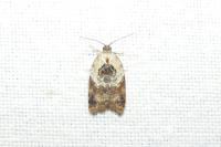 Acleris variegana