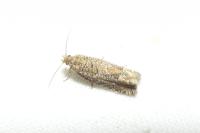 Eucosma