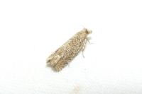 Eucosma