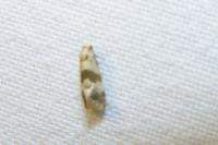 Cochylis