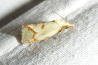 Agapeta hamana