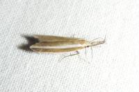 Pleurota aristella