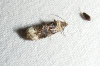 Endothenia