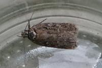 Depressaria