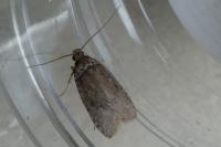 Agonopterix cnicella