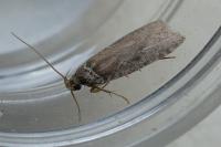 Agonopterix cnicella