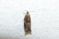 Rhopobota naevana