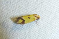 Agapeta zoegana