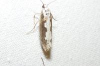 Ethmia bipunctella