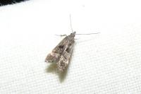 Dichomeris alacella