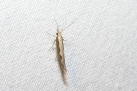 Plutella xylostella