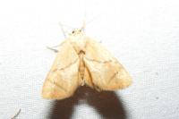 Apoda limacodes
