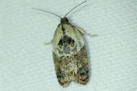 Acleris variegana