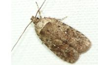 Agonopterix heracliana