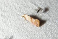 Cochylis roseana