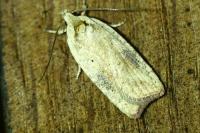 Agonopterix nervosa