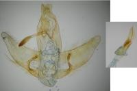 Agonopterix nervosa