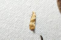 Cochylidia implicitana