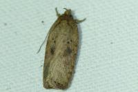 Agonopterix scopariella