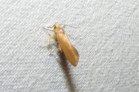 Crassa unitella