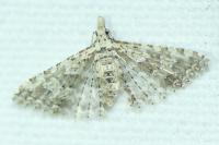 Alucita zonodactyla