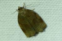Archips rosana