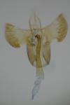 Aspilapteryx tringipennella