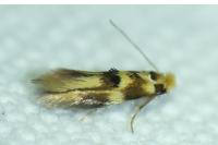 Bucculatrix thoracella